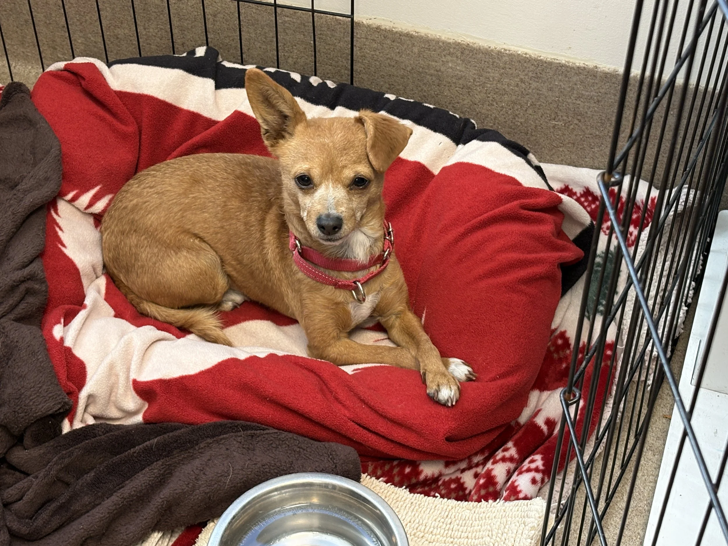 A small brown dog with a pink collar lying on a red, white, and black blanket inside a metal crate with a water bowl nearby.