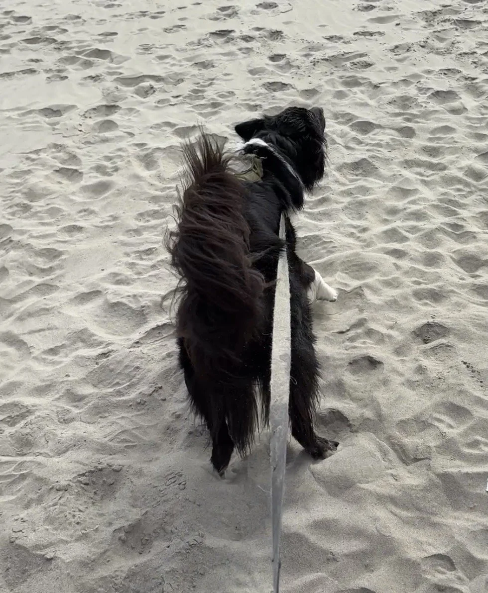 A black and white dog on a leash standing on sandy beach, facing away from the camera.