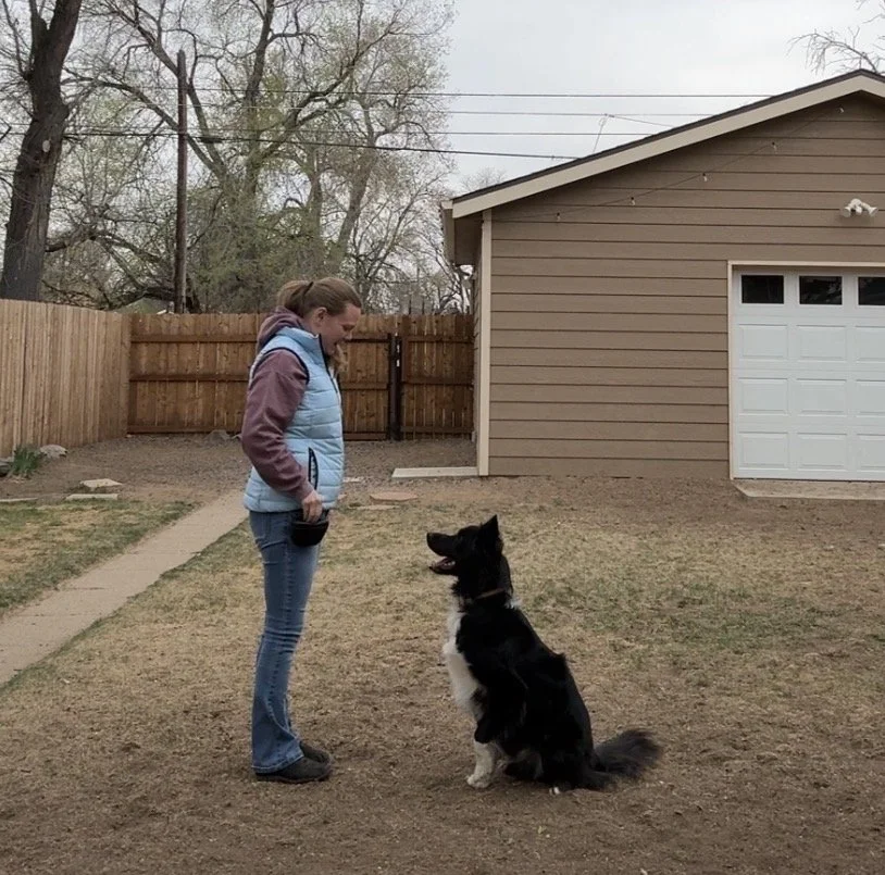 A woman standing outdoors with a black and white dog sitting attentively in front of her on a bare patch of ground. A house with a garage and a fenced yard are visible in the background, along with leafless trees and an overcast sky.