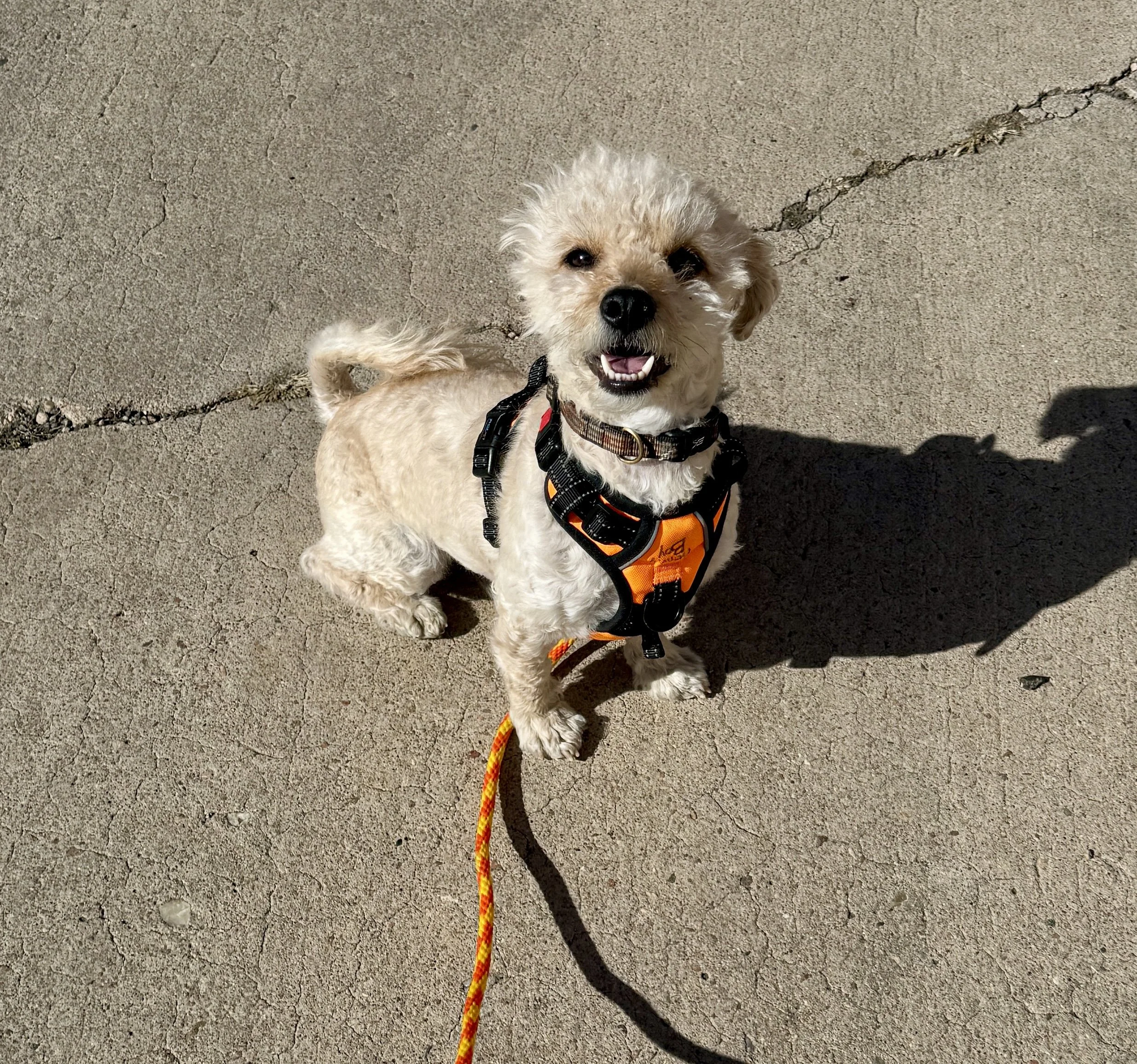 A happy small dog with curly fur, wearing an orange harness and sitting on a concrete sidewalk, casting a shadow.
