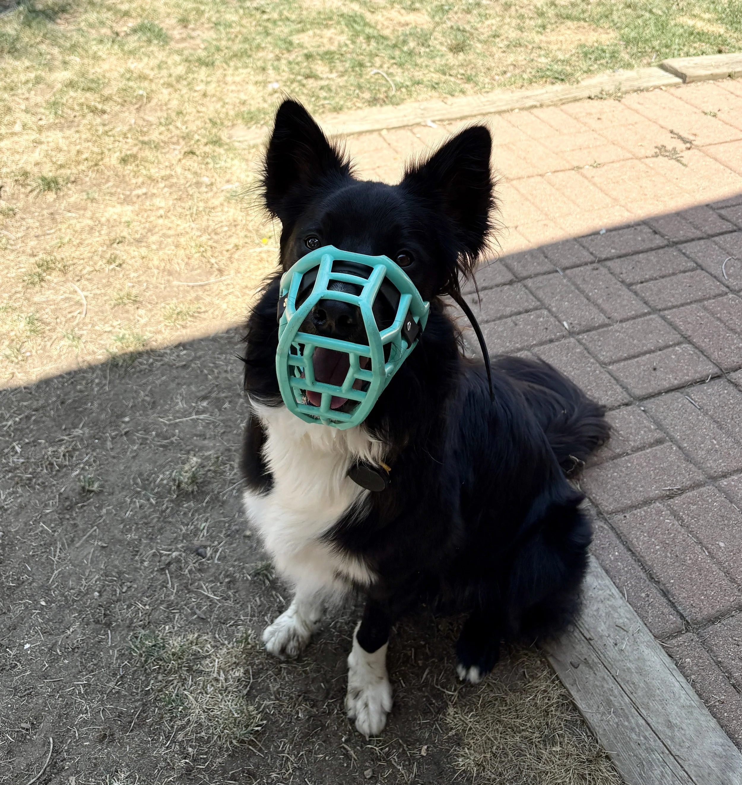 A black and white Border Collie wearing a green muzzle and sitting on a patch of dirt and grass near a brick sidewalk.