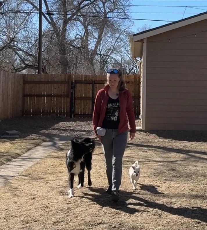 A girl walking three dogs in a backyard on a sunny day, with a wooden fence and trees in the background.