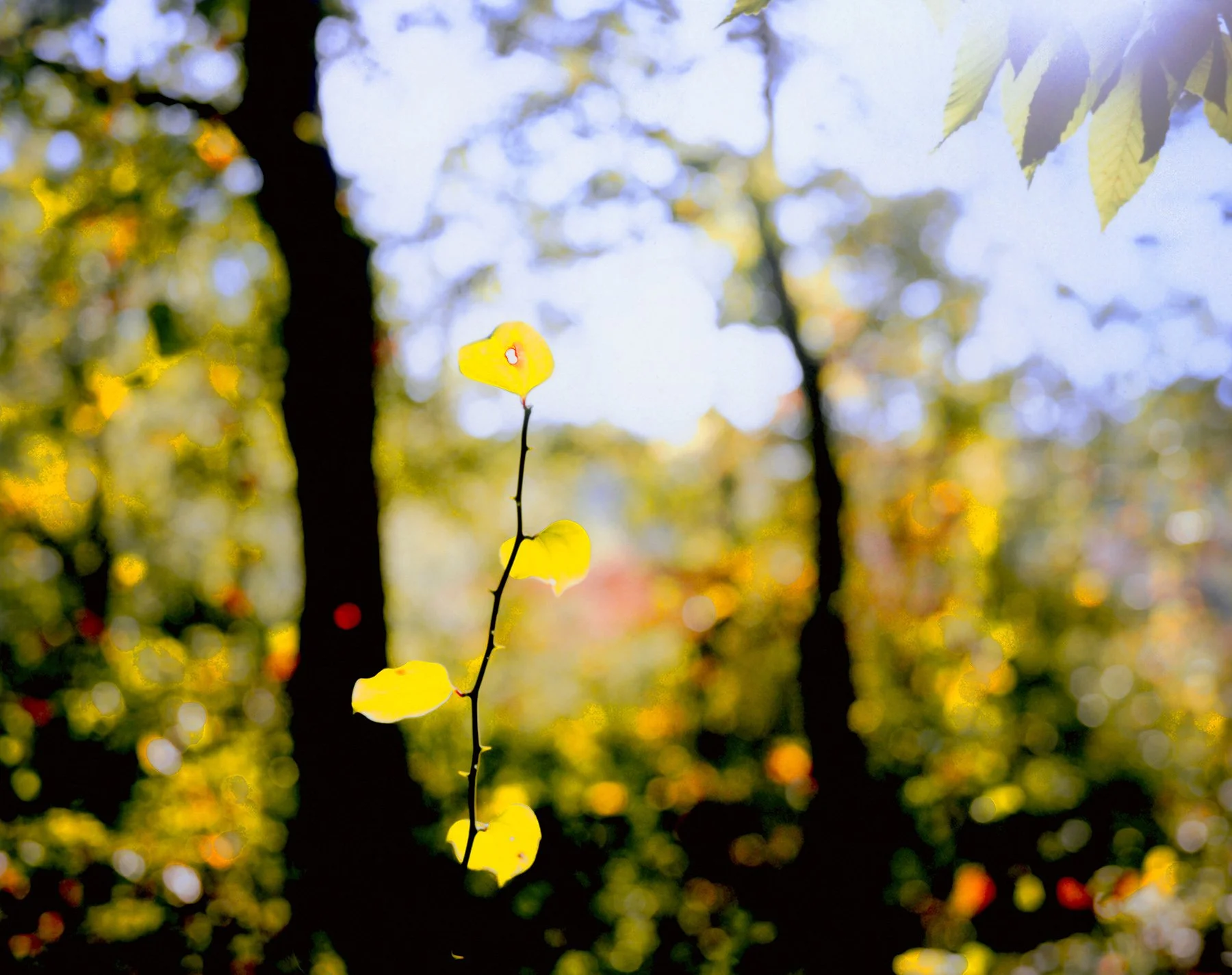 Four Leaves • 36" x 54" Pigment on Hand Made Japanese Gampi Paper