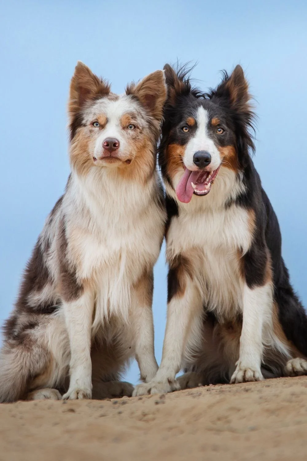 Two Australian Shepherd dogs sitting outdoors against a blue sky, one with a merle coat and one with a black and tan coat, looking at the camera.