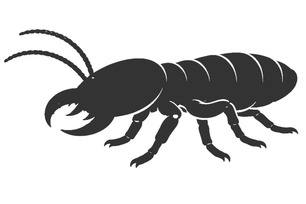 Termite Inspection & Treatment