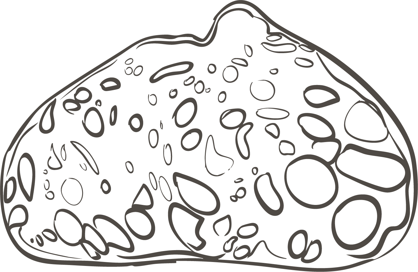 Illustration of a geode with an outer rough shell and a hollow interior filled with crystals.