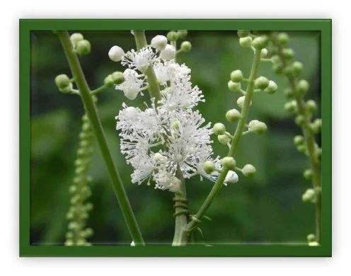 Black Cohosh Root.jpg
