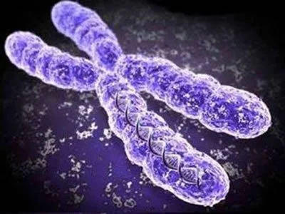 Chromosomes.jpg