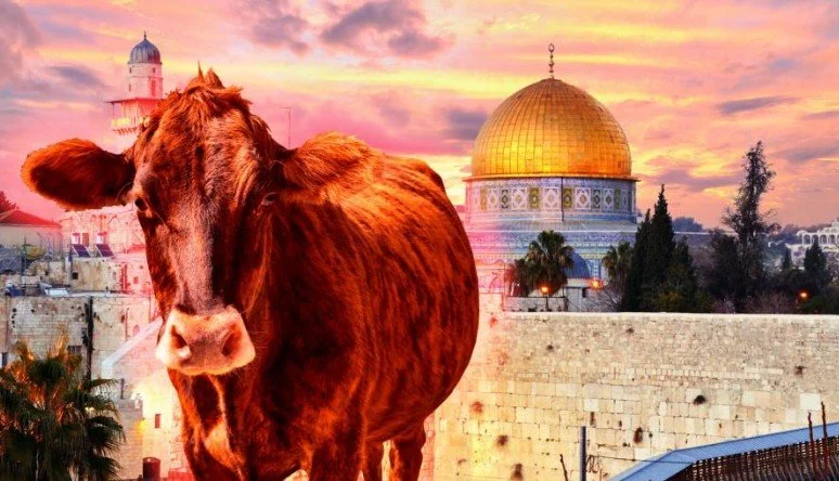 A cow stands in front of the Dome of the Rock with a sunset sky in the background.