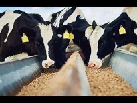 The Dangers of meat and dairy.jpg