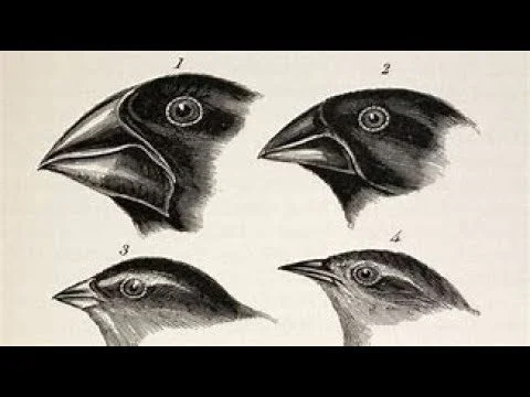 Natural Selection.jpg