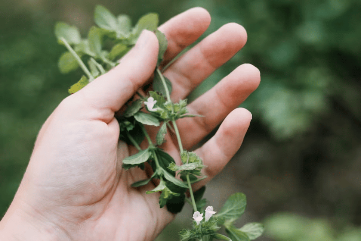 The Four Herbs I Reach for First (And What They're Actually Doing in Your Body)