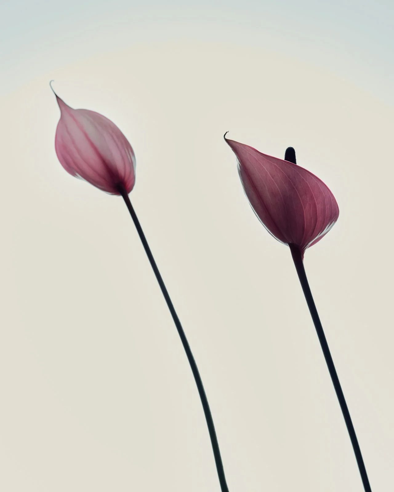 Close-up of two pink anthurium flowers with dark stems against a light background.