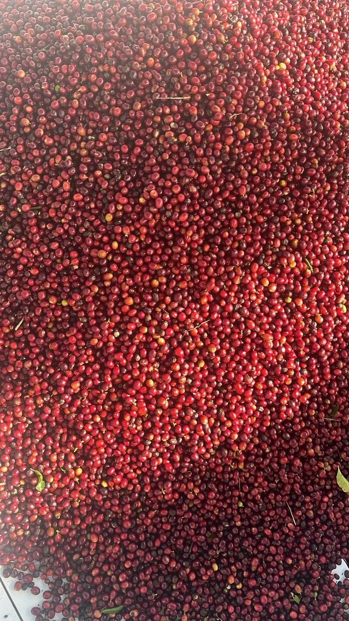 Obatá variety coffee beans