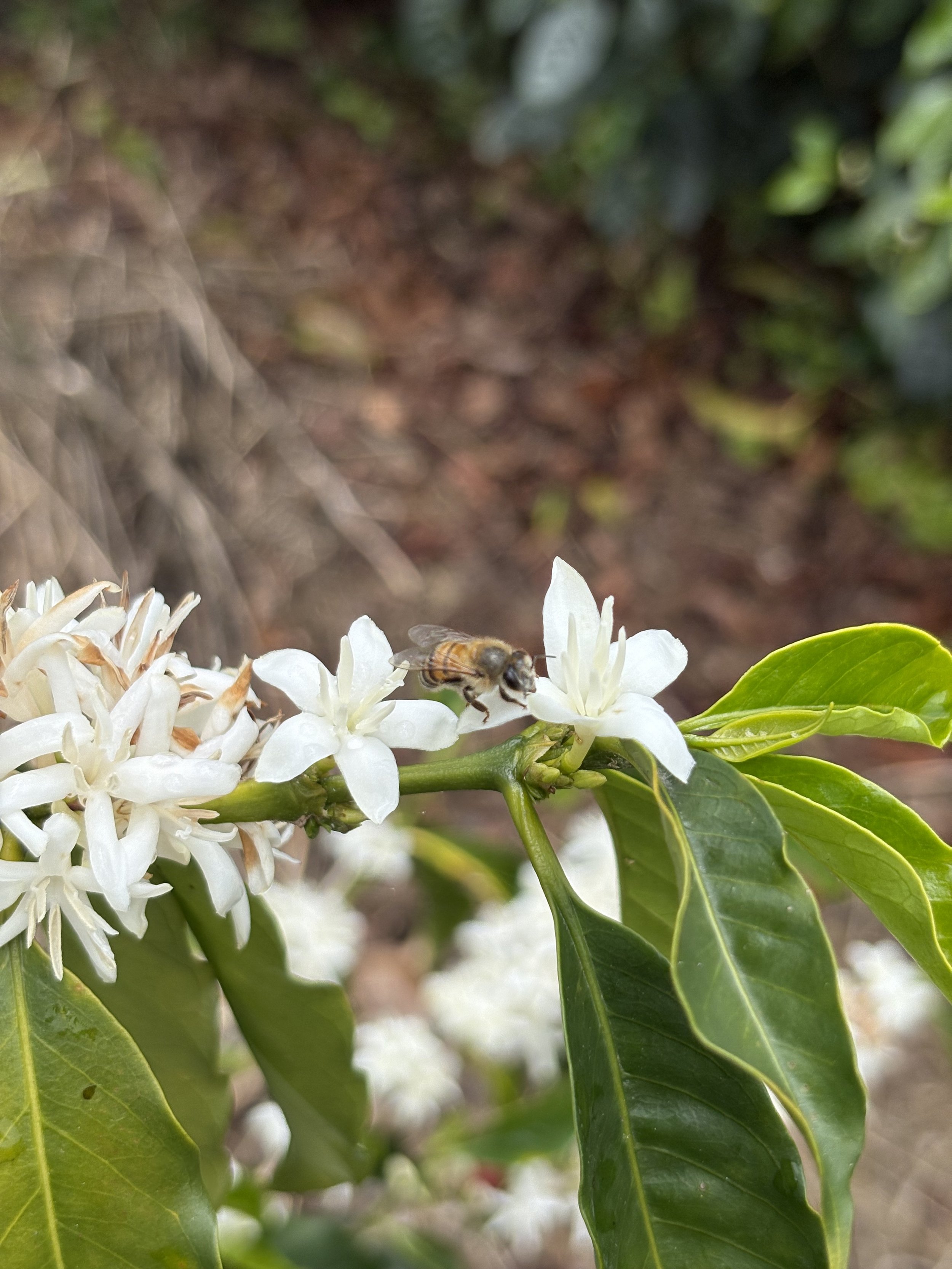 bee pollinating a coffee flower