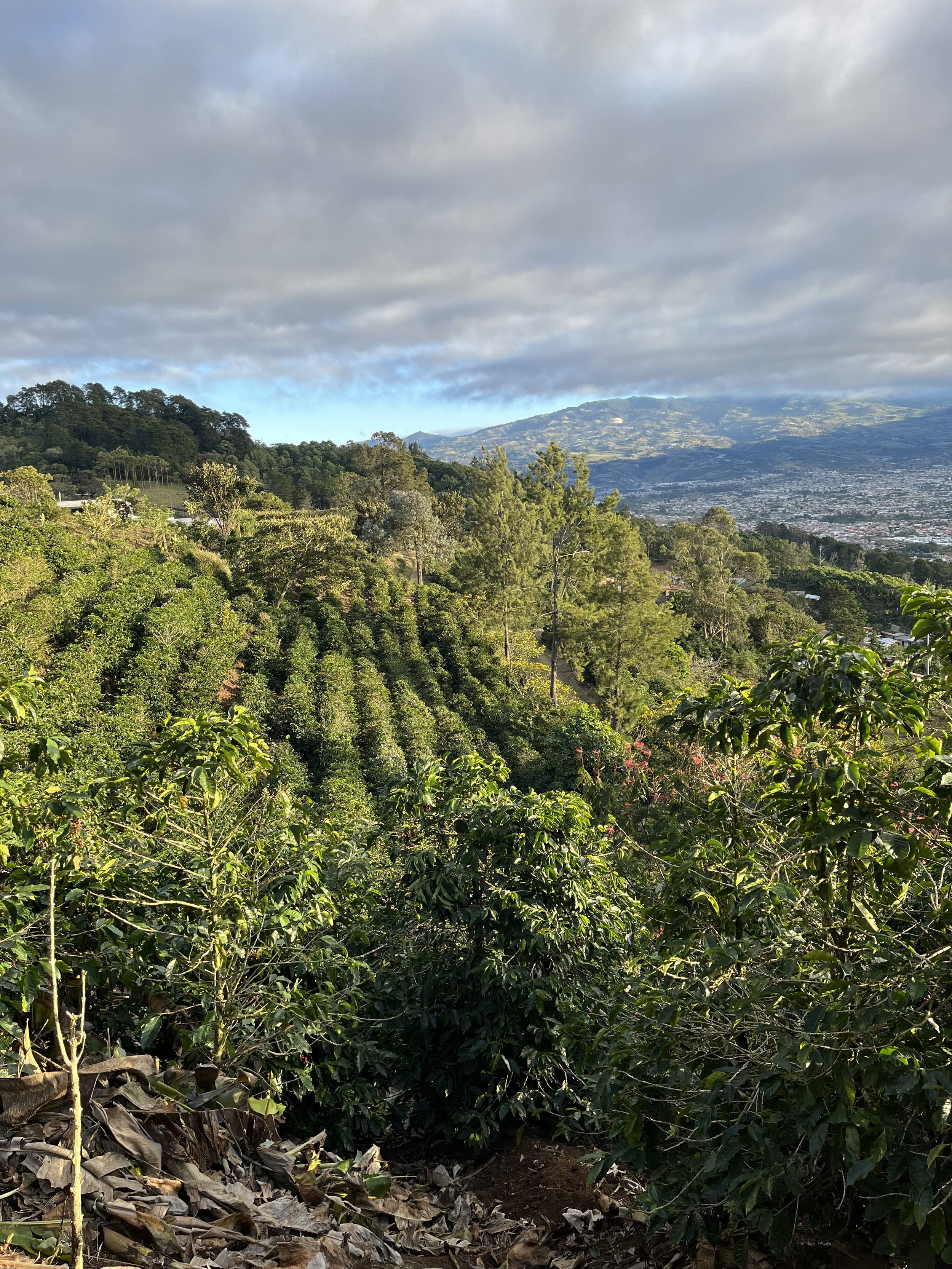 Coffee preparation
