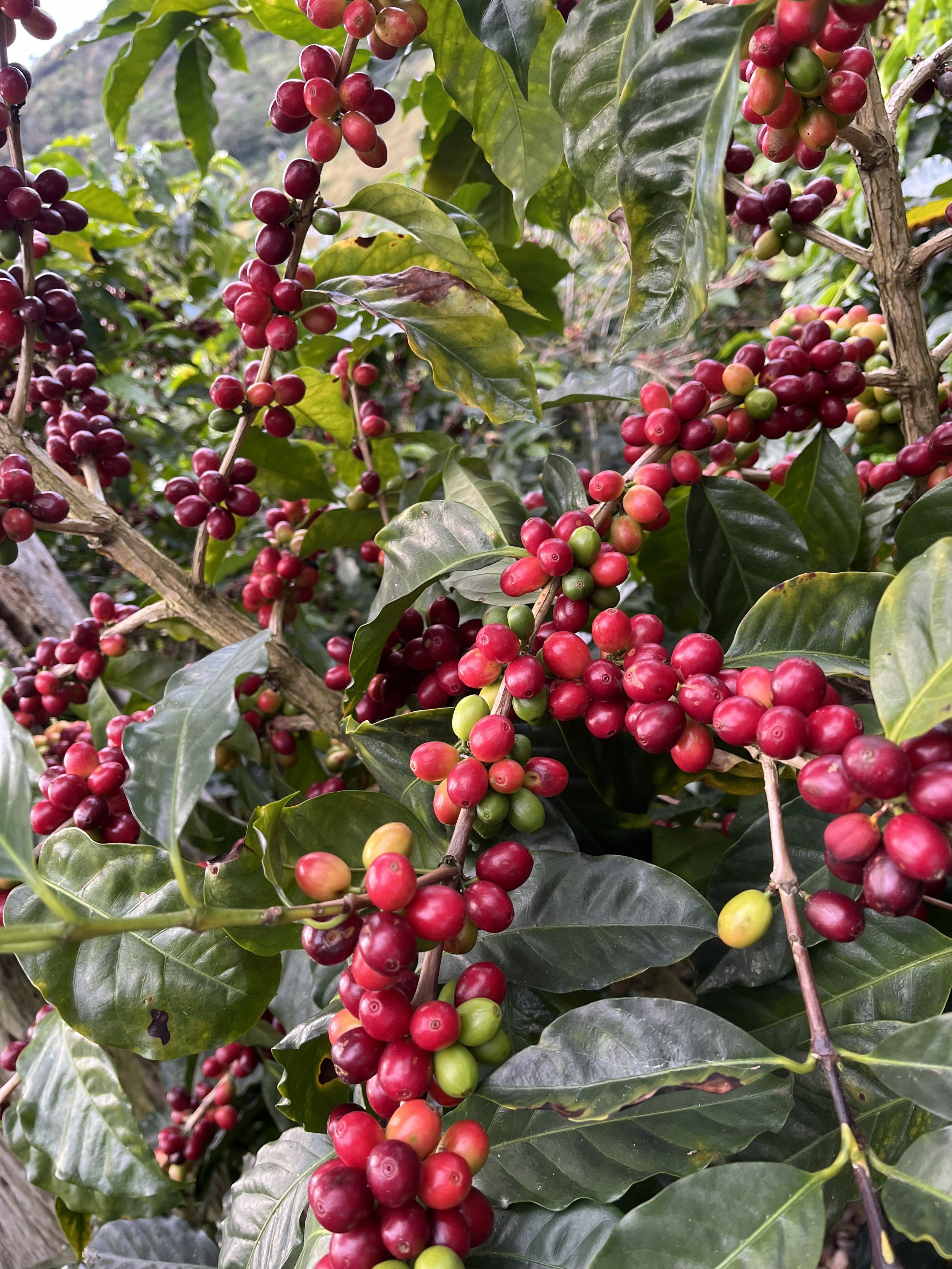 Híbrido H3 variety plant