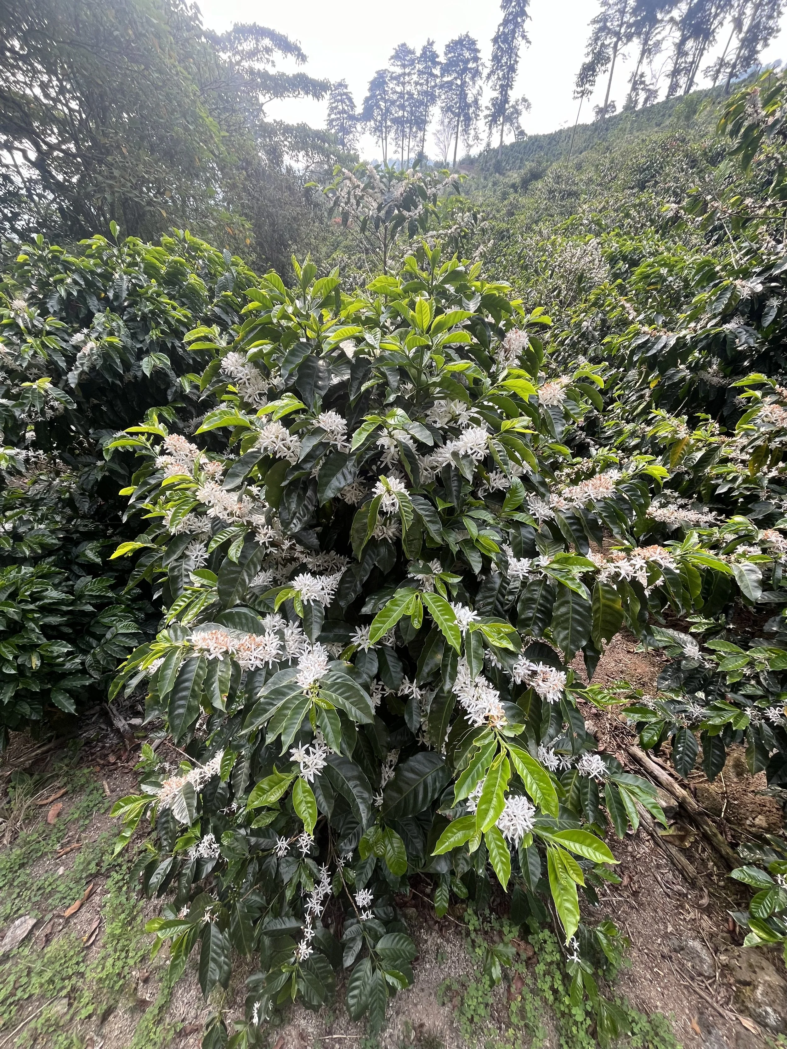 Catuaí variety flowers