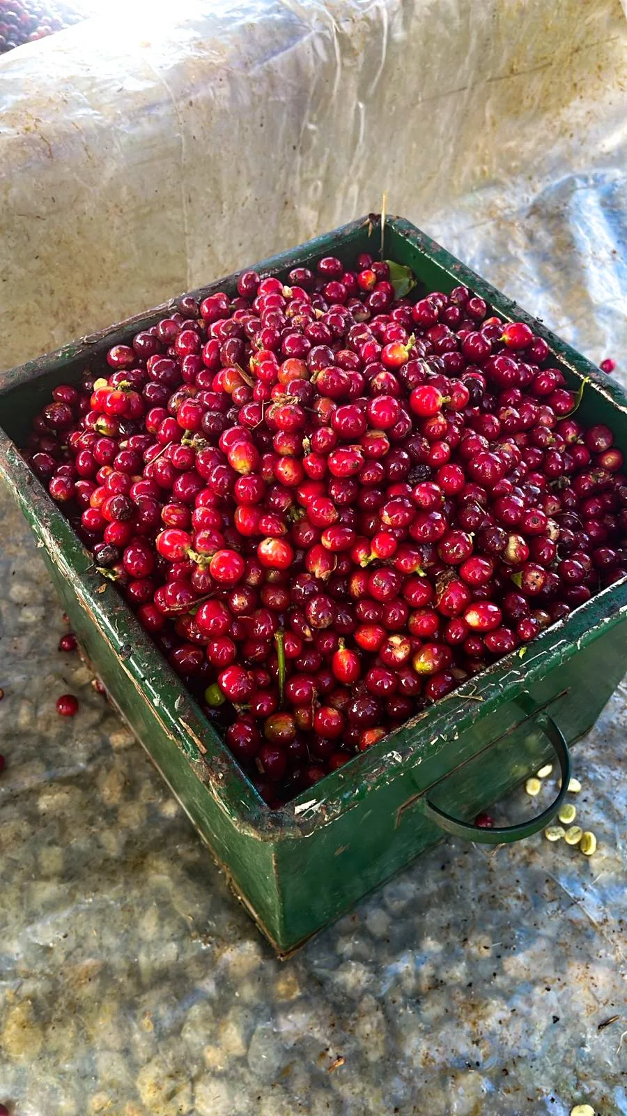 Catiguá variety coffee beans