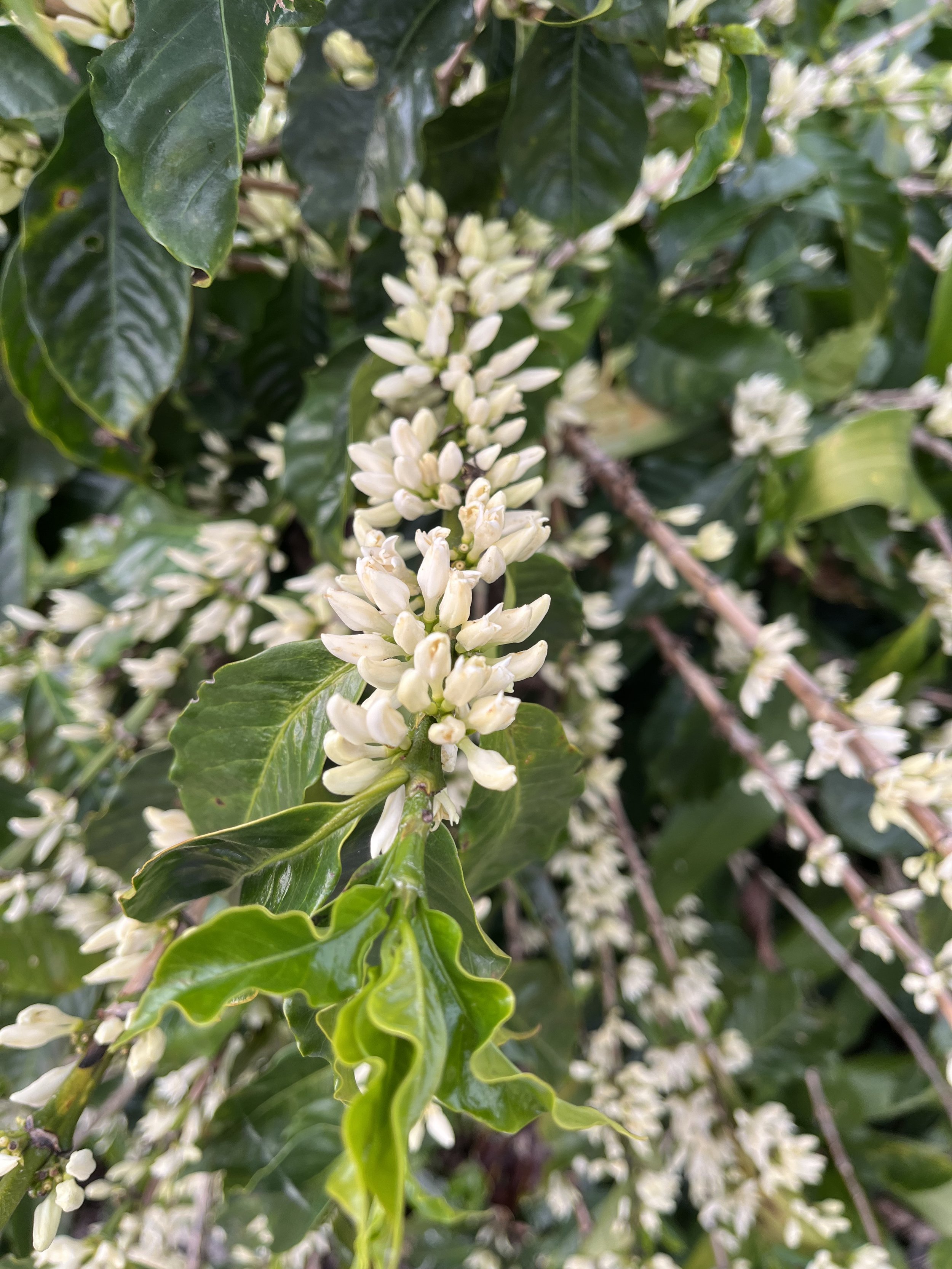 Obatá variety flowers