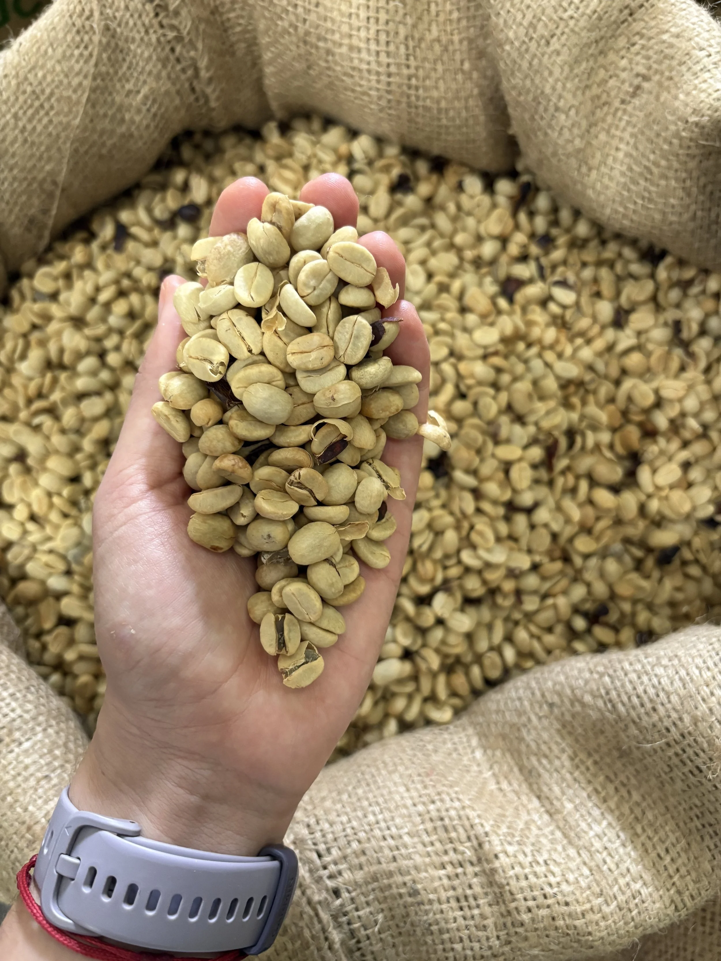 Hand with processed coffee beans