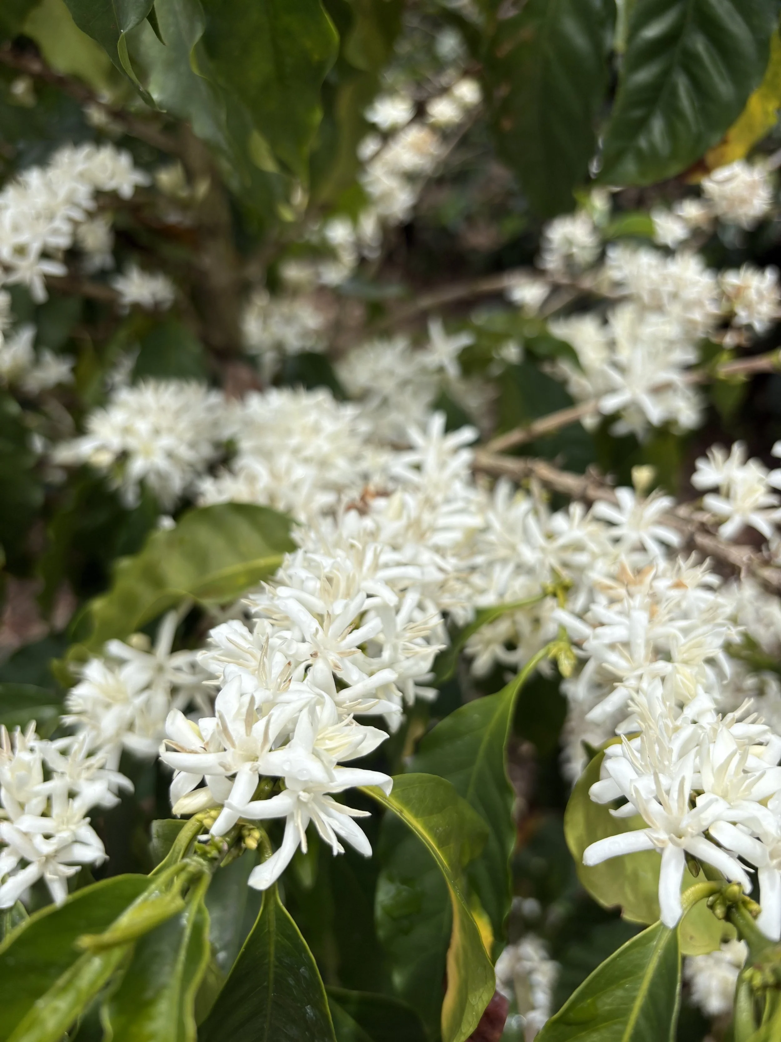 Caturra variety flowers