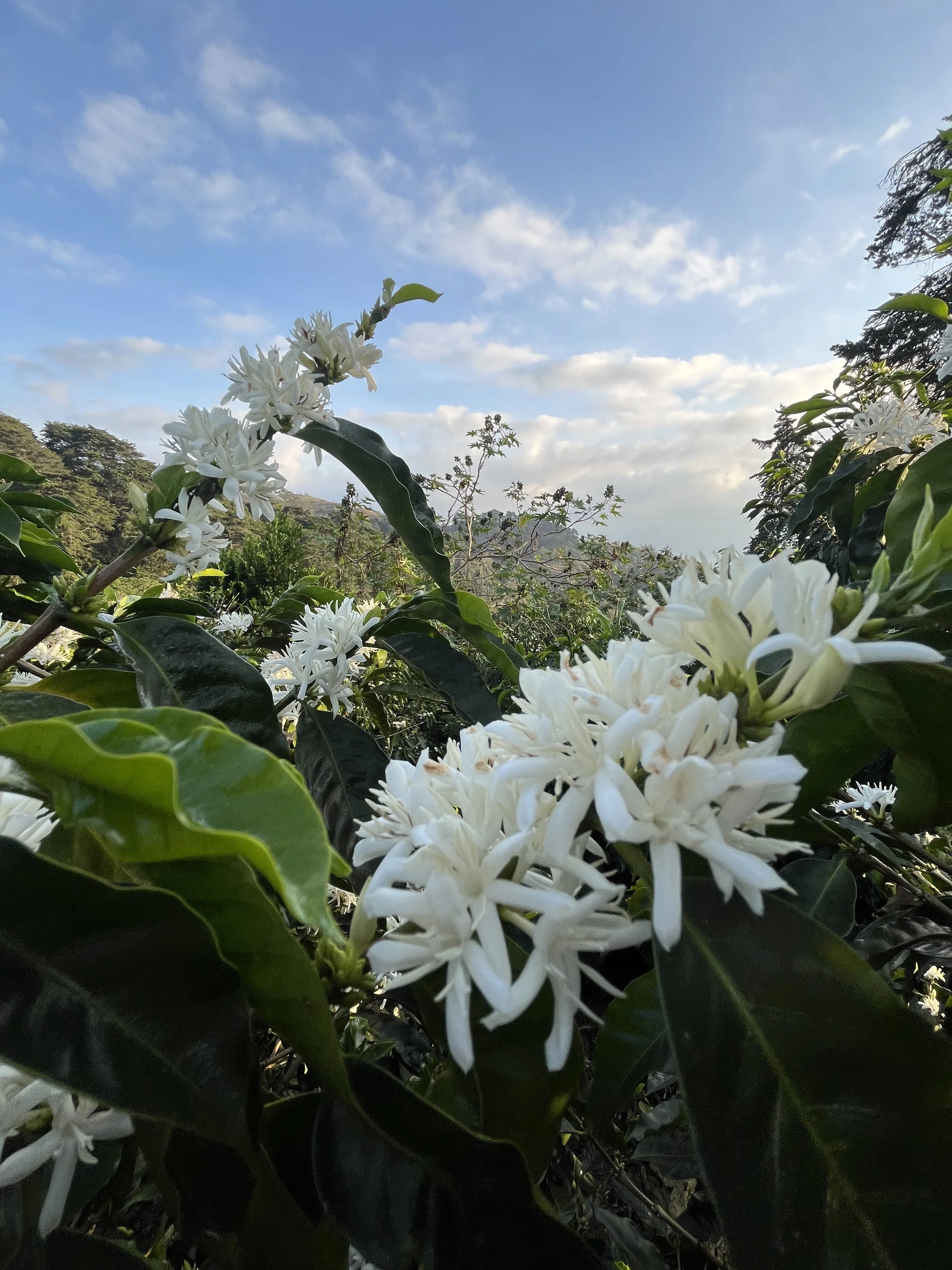 Híbrido H3 variety flowers