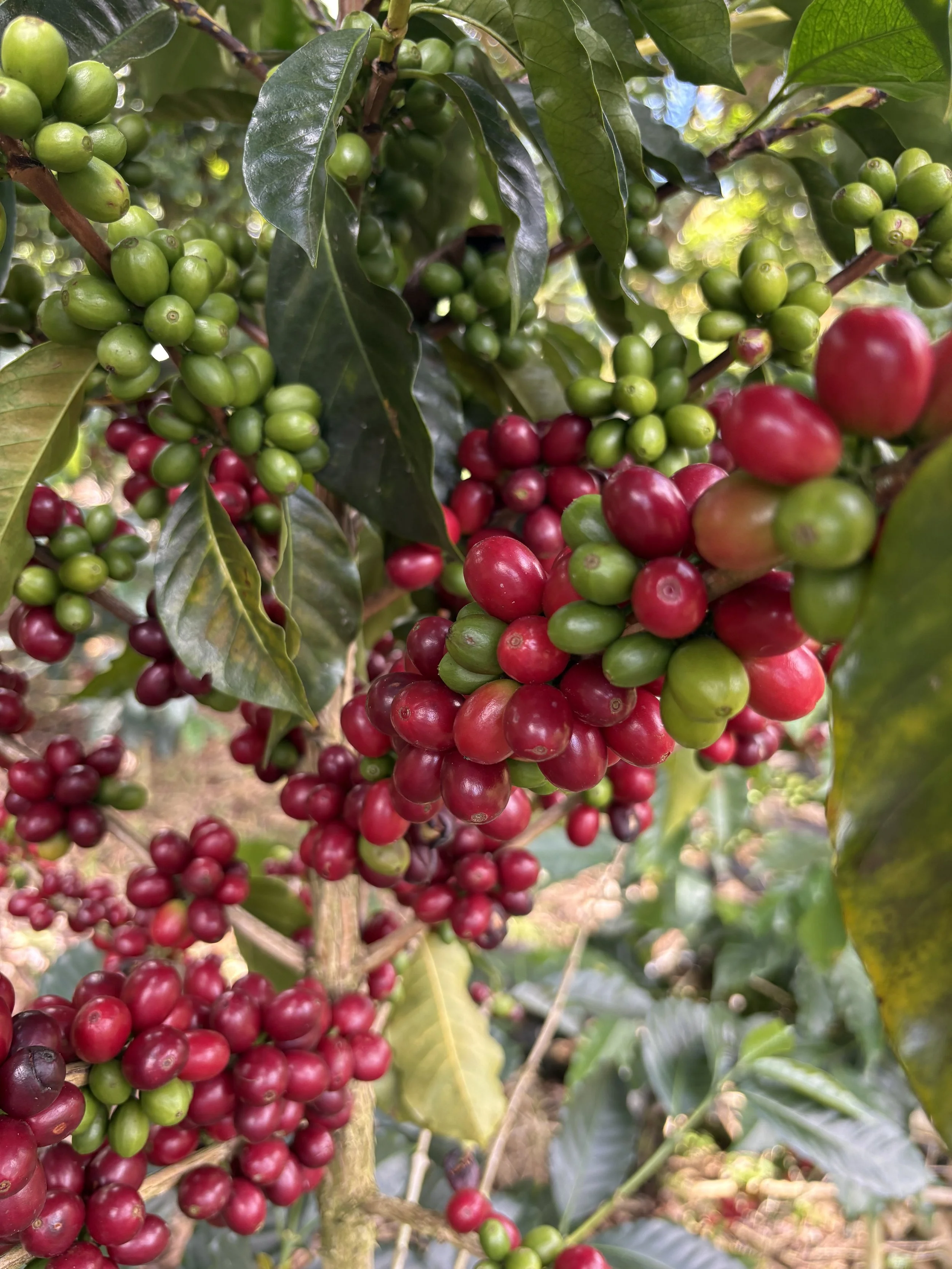 Catiguá variety plant