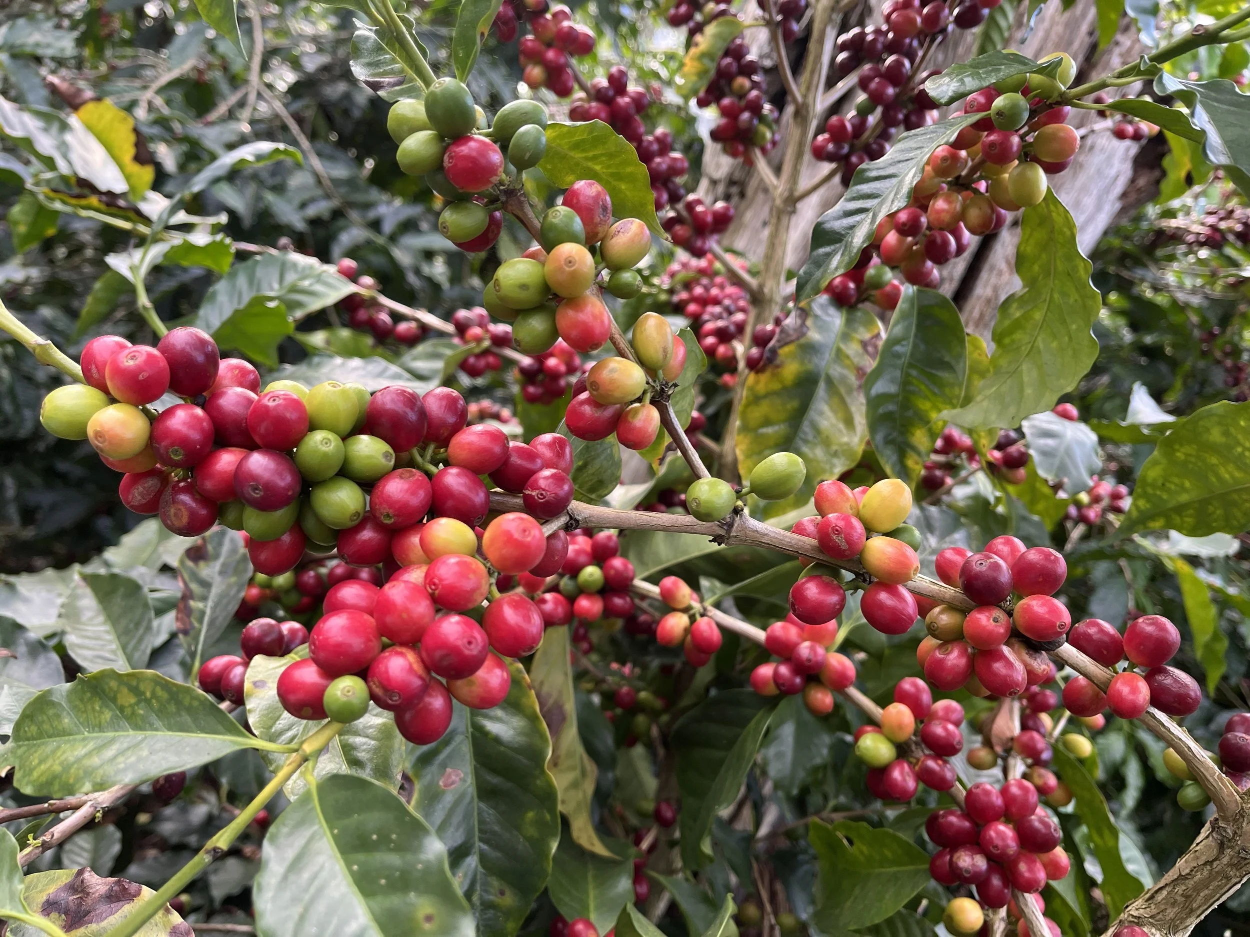 Plant with coffee beans