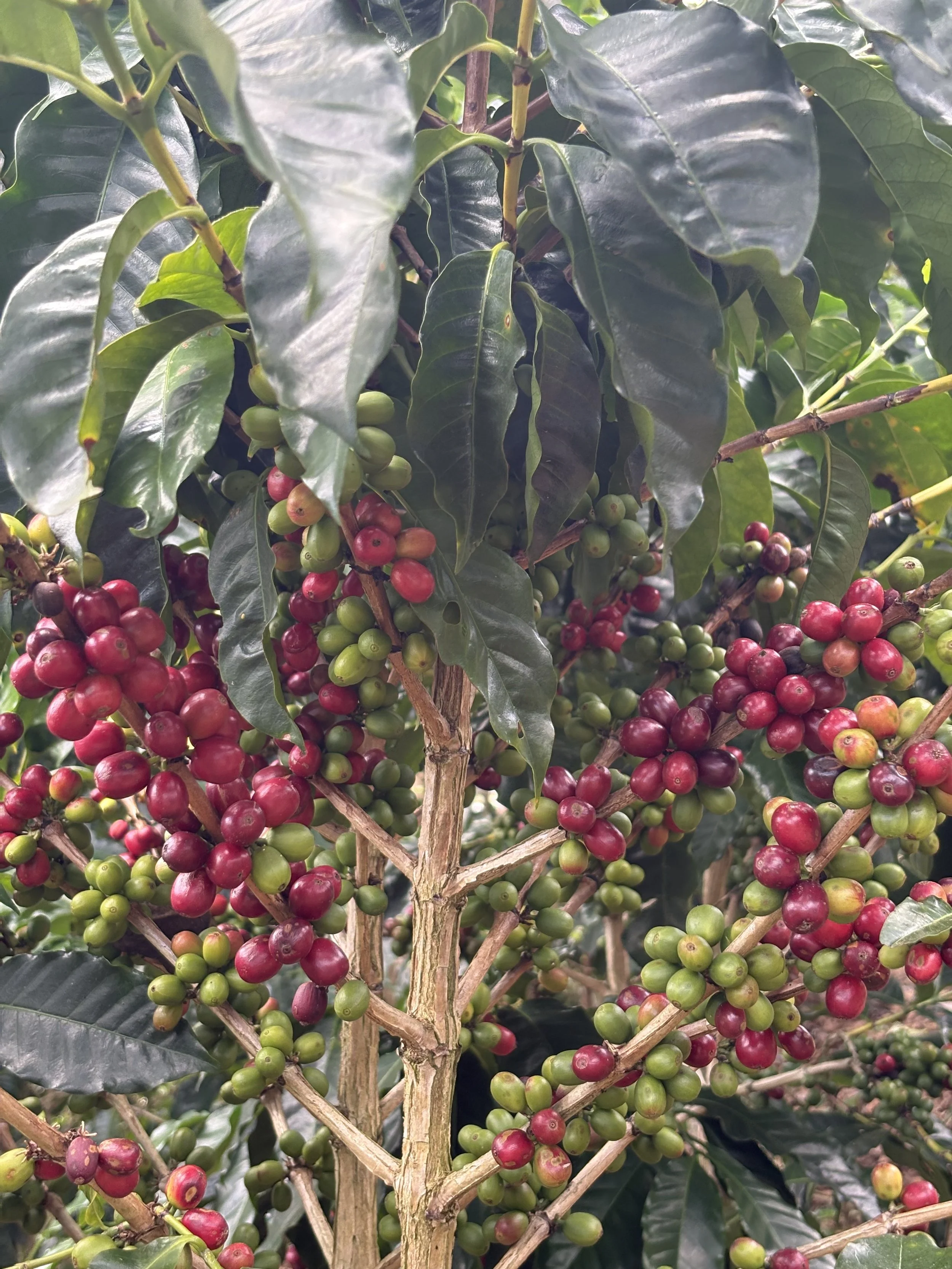 Caturra variety plant