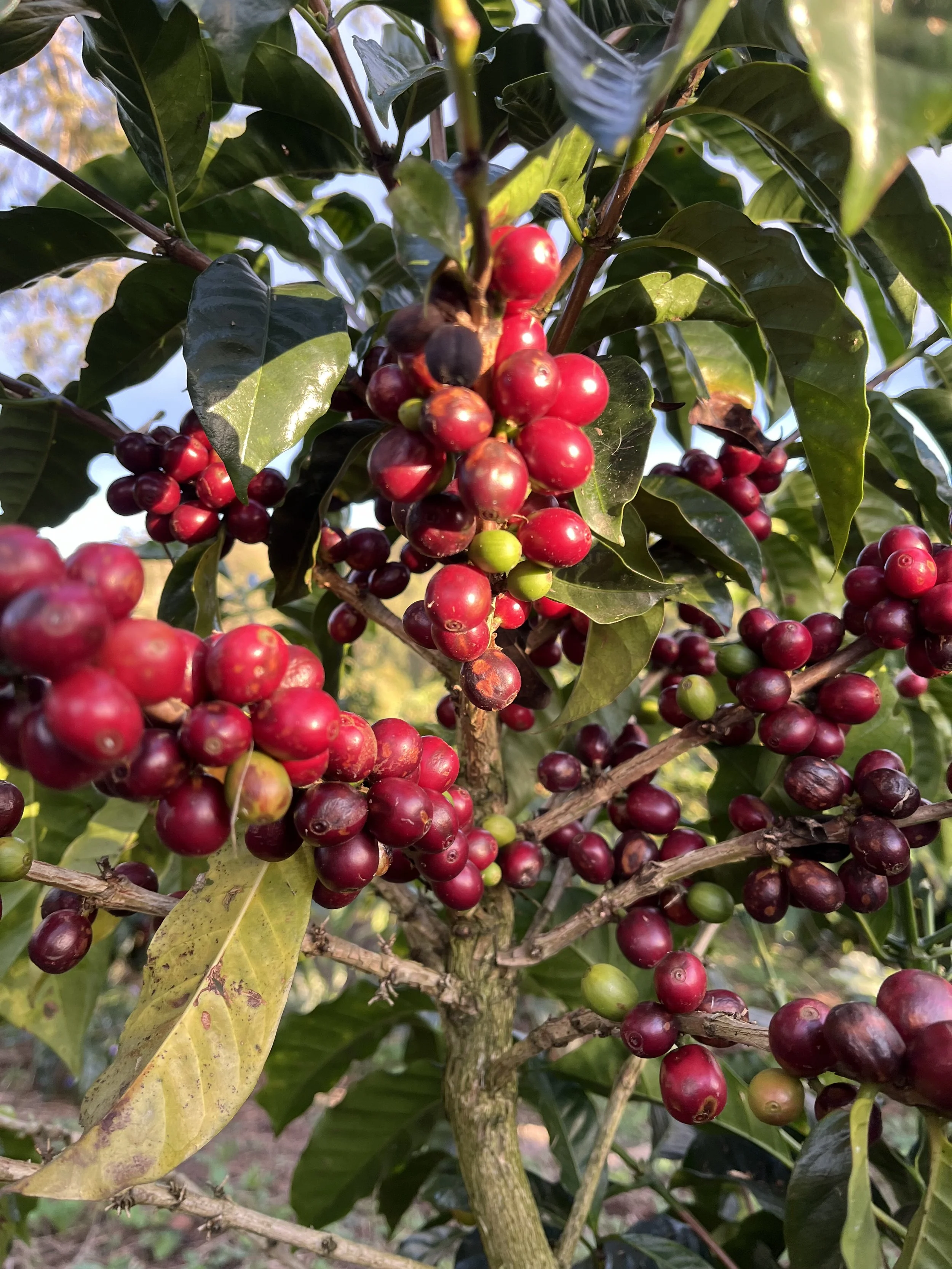 Obatá variety plant