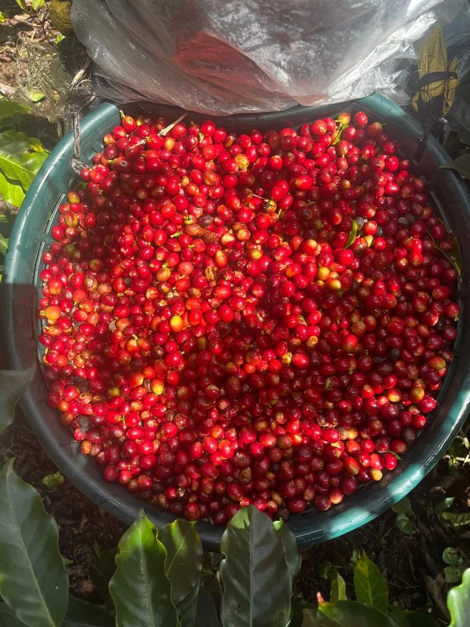 Caturra variety coffee beans