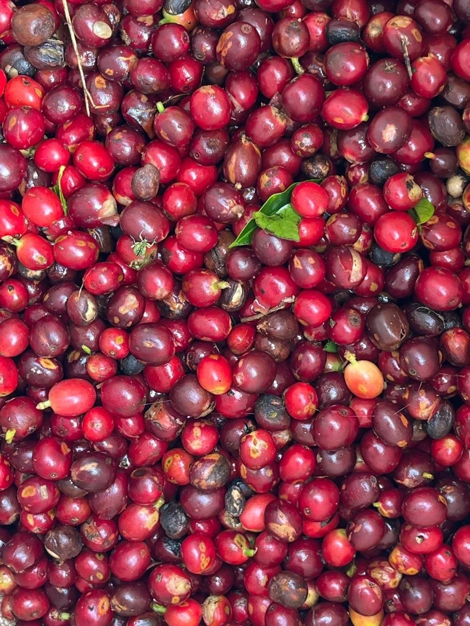 Catuaí variety coffee beans