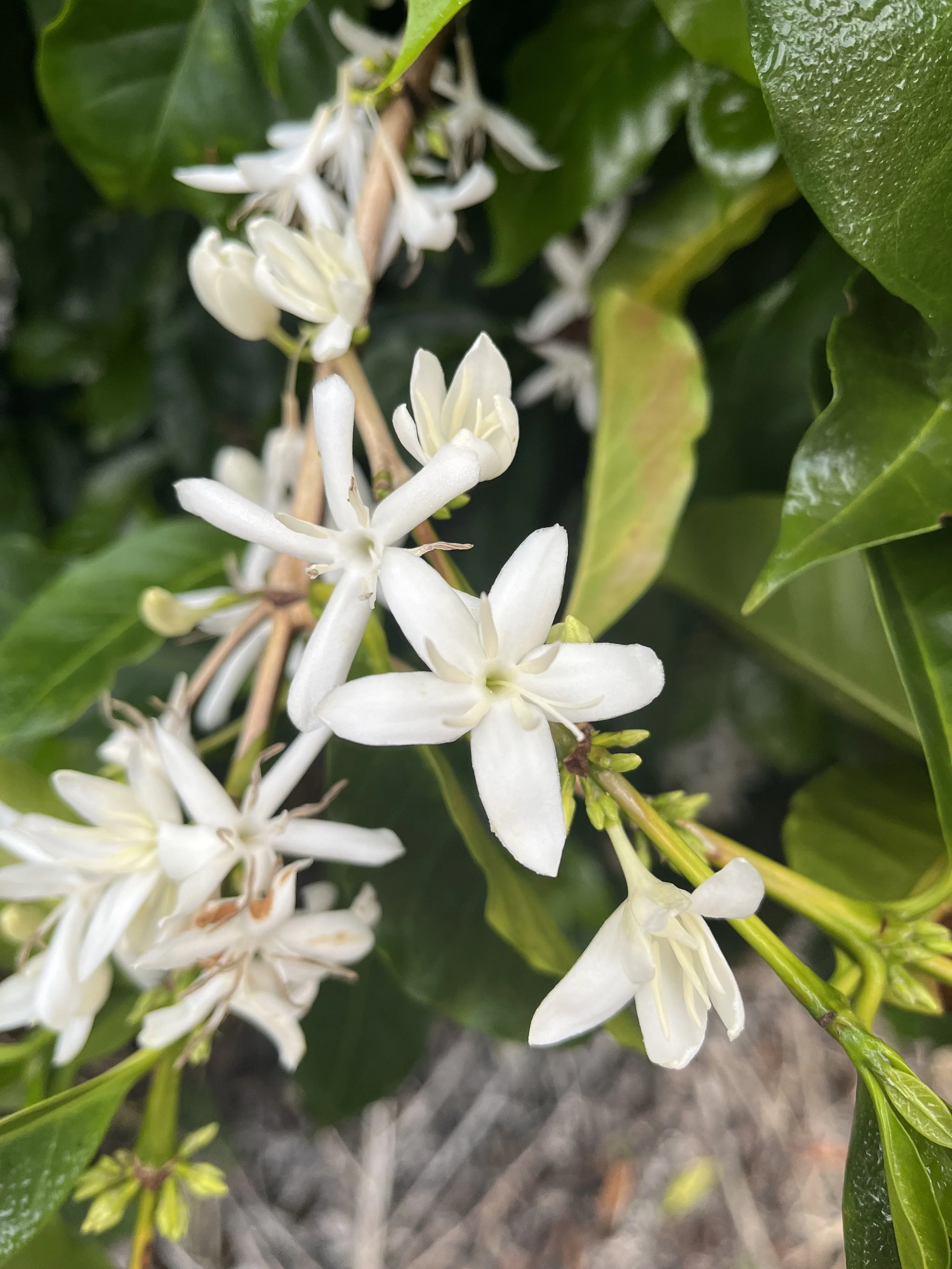 Catiguá variety flowers