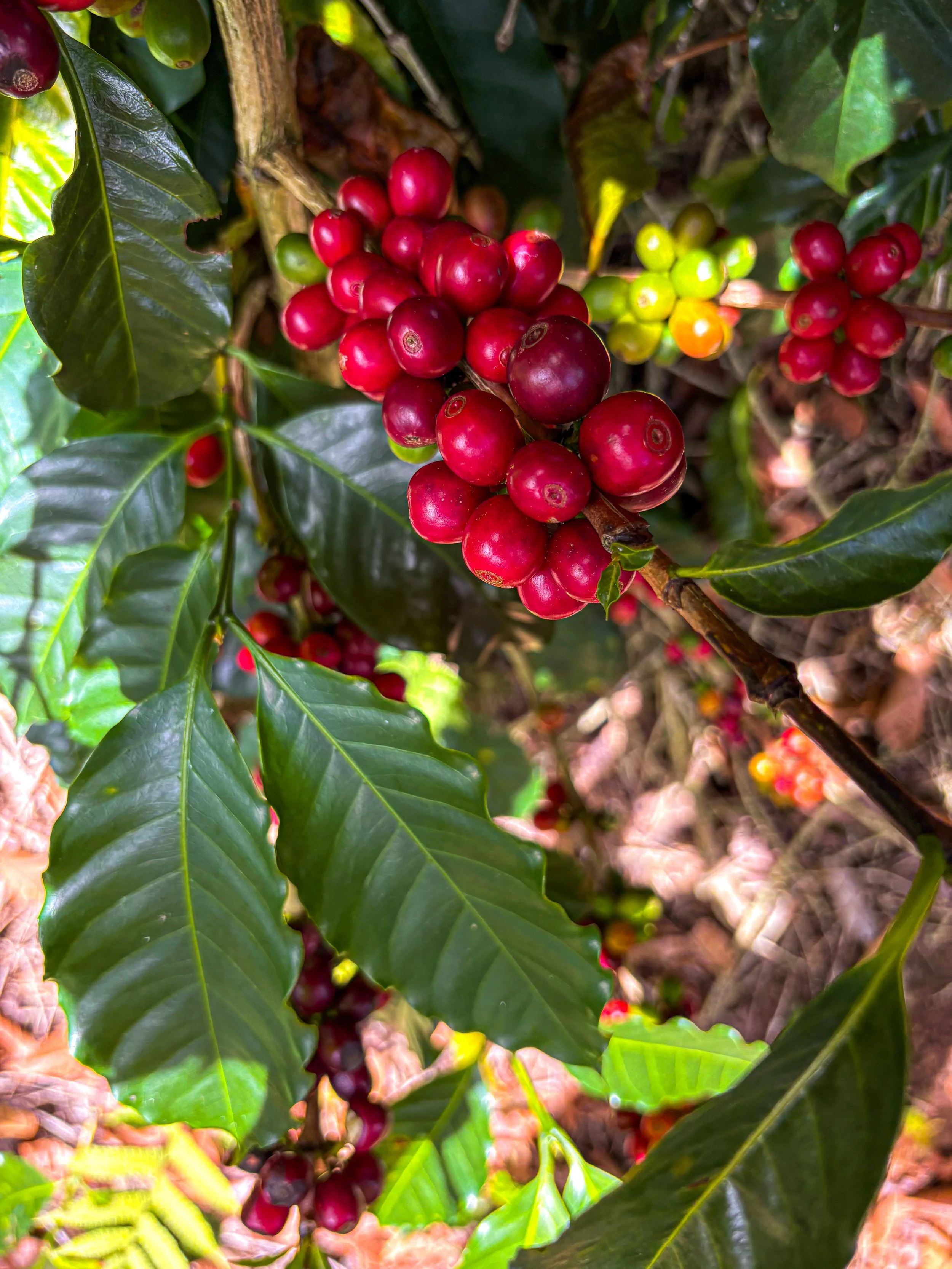Catuaí variety plant