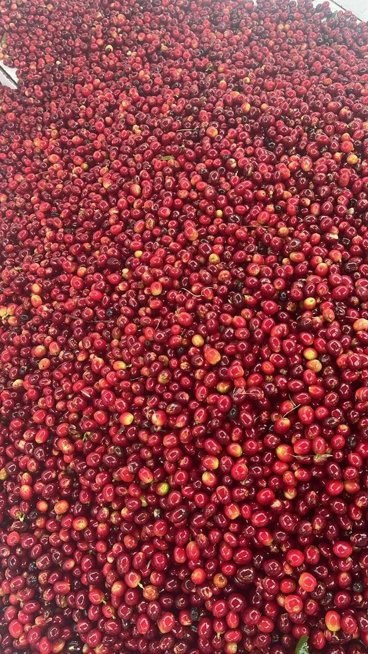 Híbrido H3 variety coffee beans