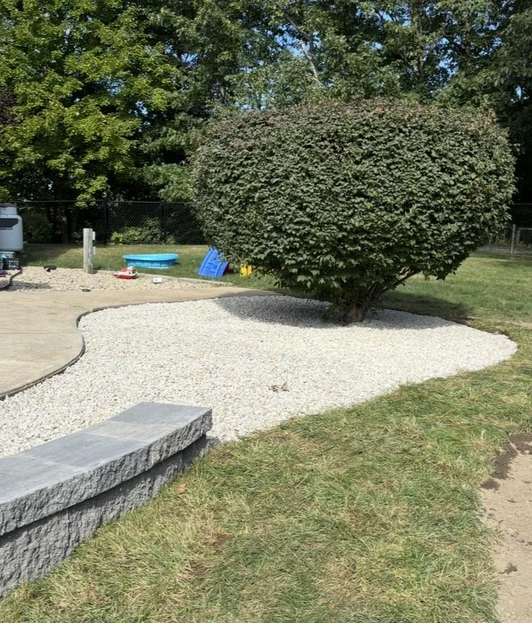 A large, bushy tree in a landscaped backyard with white decorative stone underneath and a curved stone wall on one side.