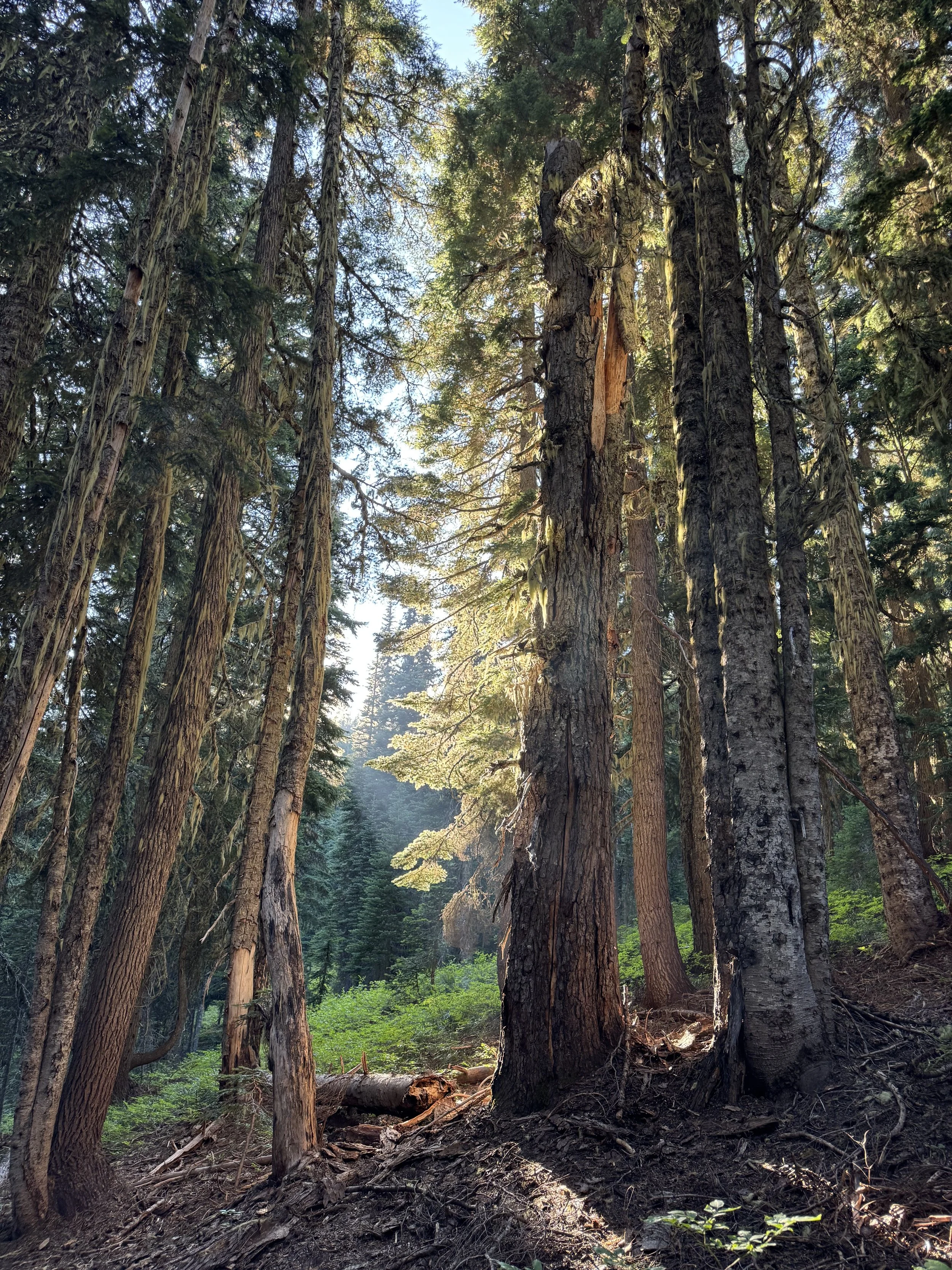 A dense forest with tall trees, sunlight filtering through the branches, and a forest floor covered with fallen logs, branches, and green vegetation.