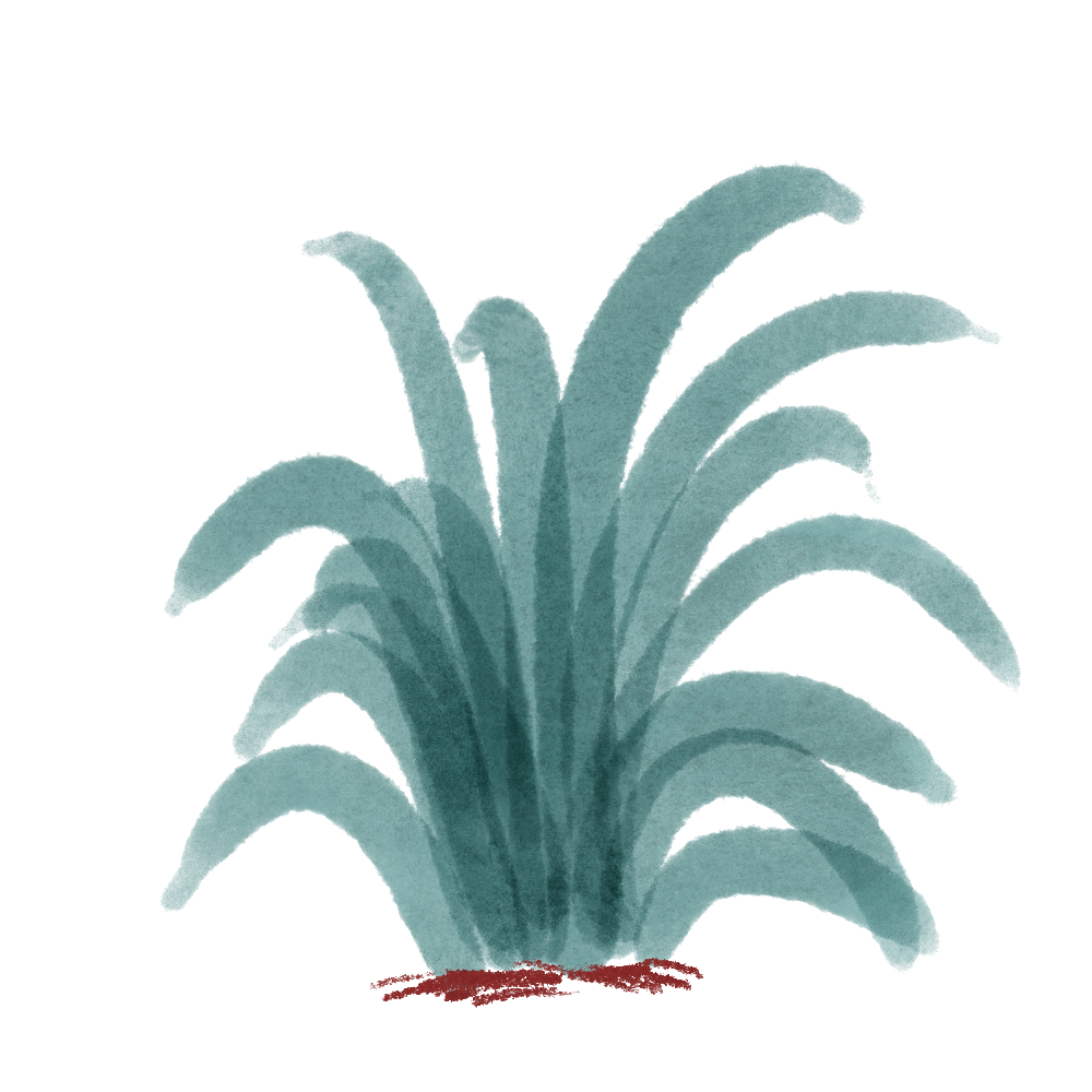 Illustration of a potted plant with long, slender green leaves and multiple flower stalks with small flowers at the tips.