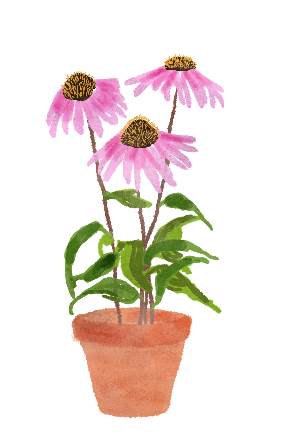 Digital illustration of a potted plant with three pink flowers with brown centers and green leaves against a transparent background.