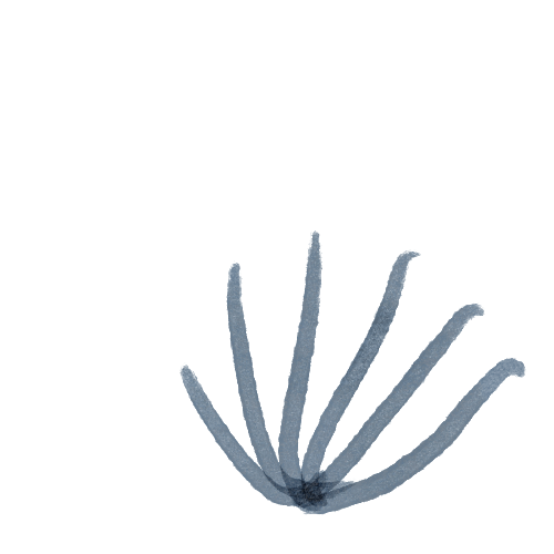 A simple line drawing of a seashell with multiple ridges.