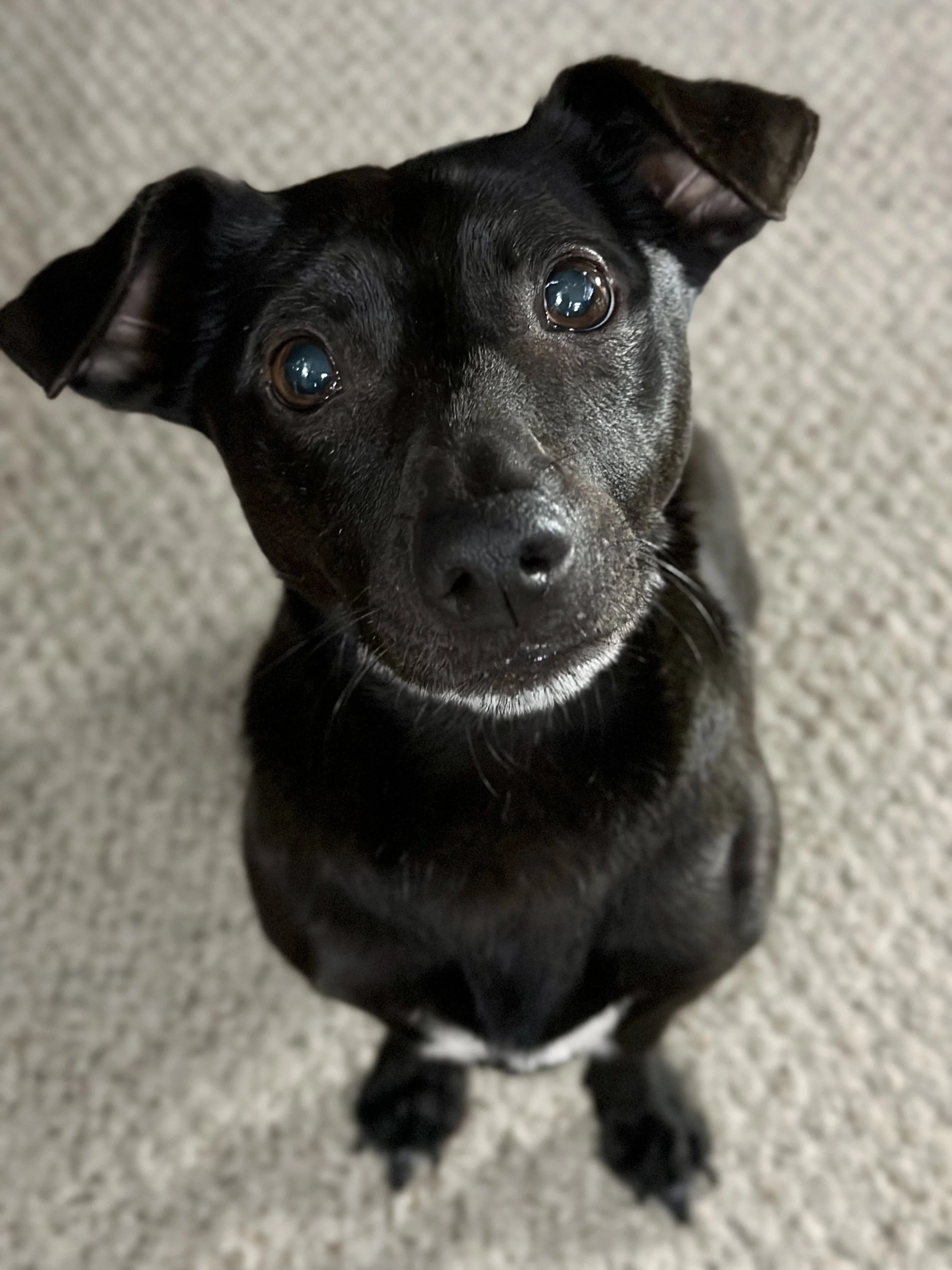 This is my dog, Toby.