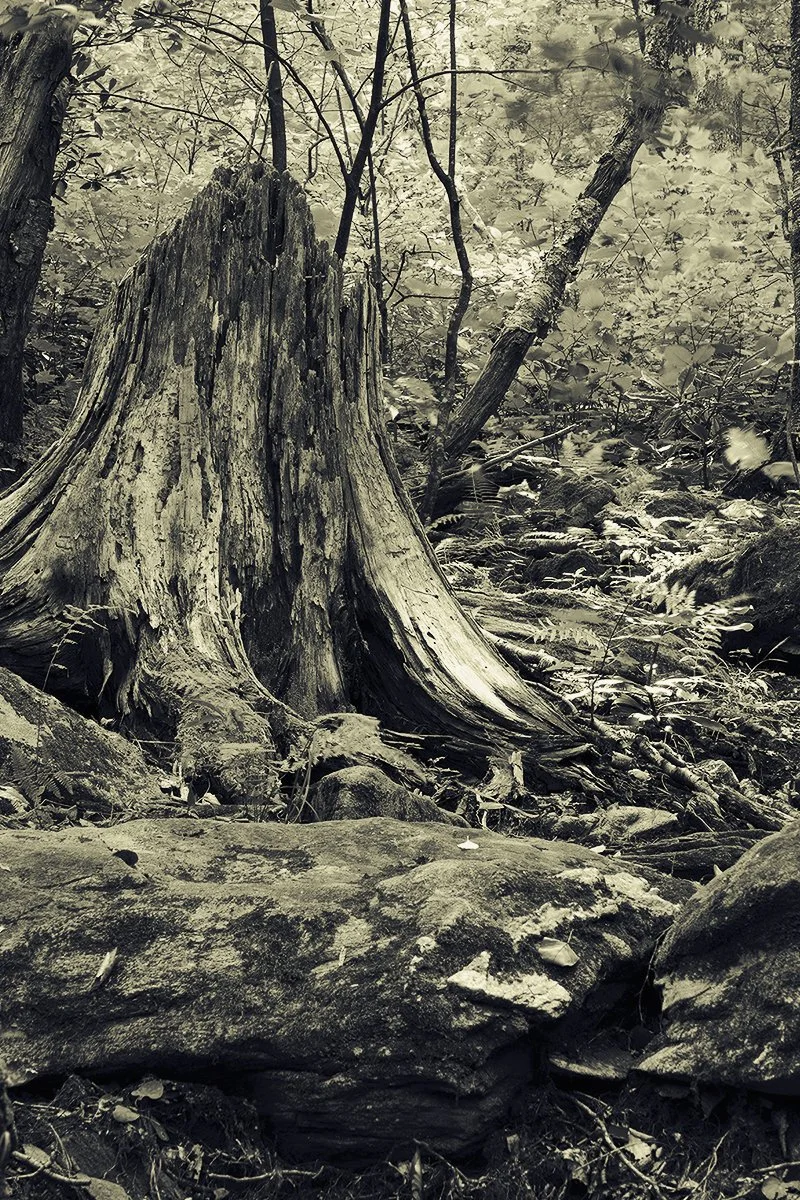 Stump
