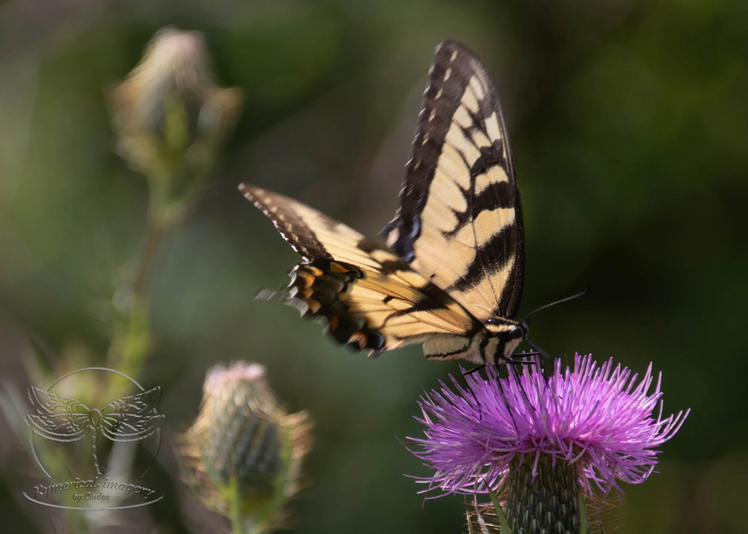 Loft Mtn. Campground meadow is filled with thistles and milkweed, the butterflies are prolific. I ha to be so still and patient to capture one in the moment of rest.