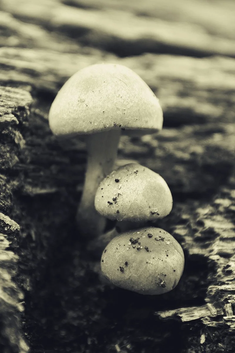 Tri-Shroom