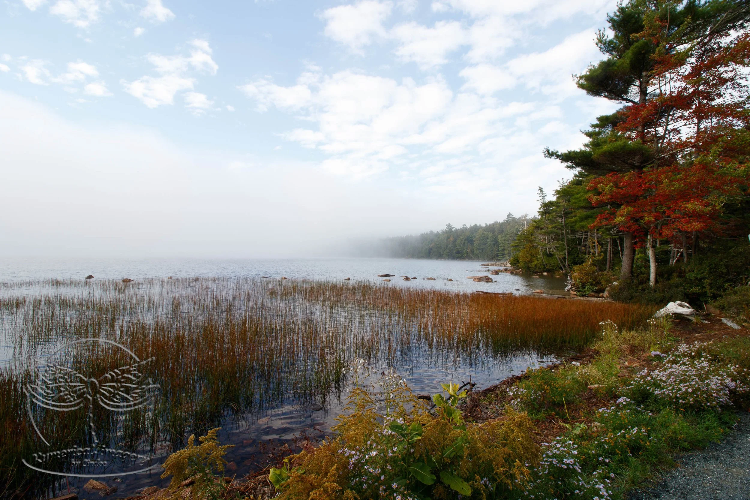 March at Acadia NP, Fog from a bog close by