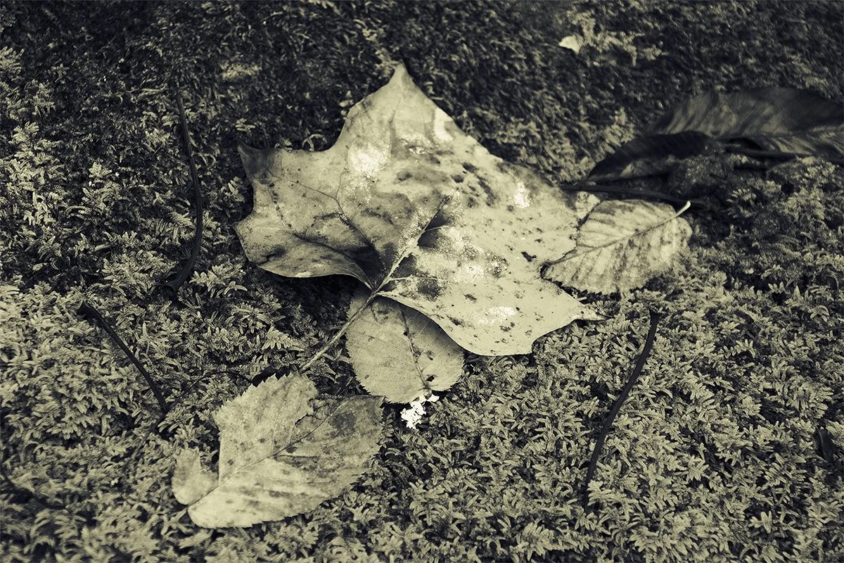 Leaf