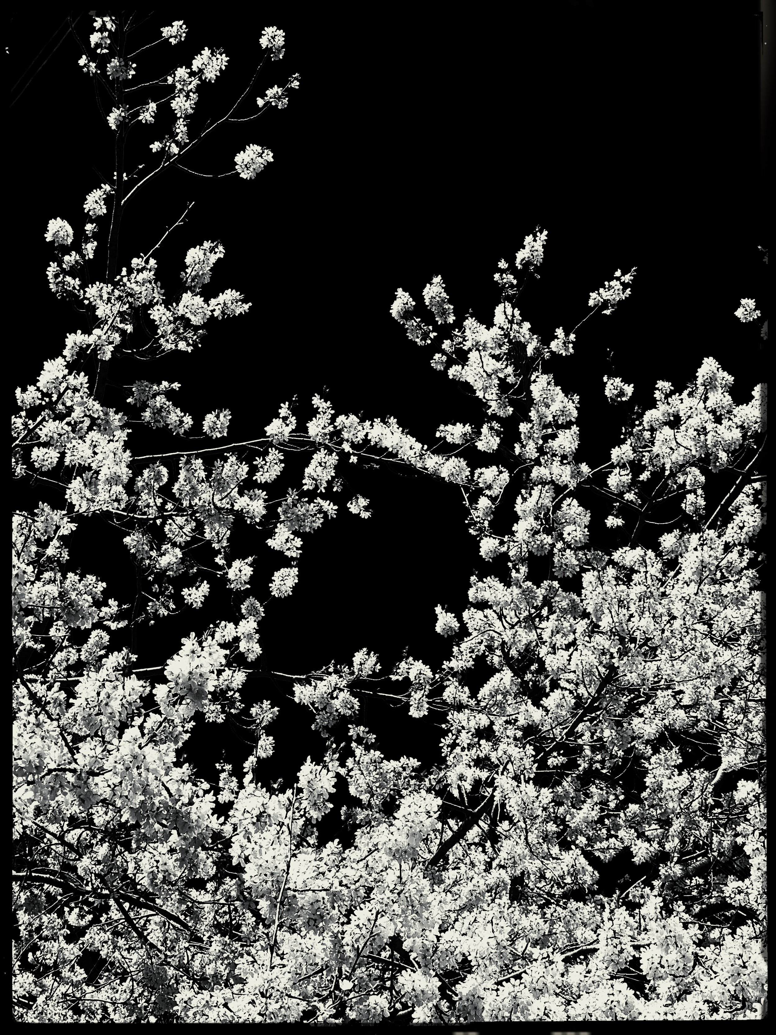 HMOriginal-FC2973C0-4850-472F-B839-7C81AB4320EA.jpg