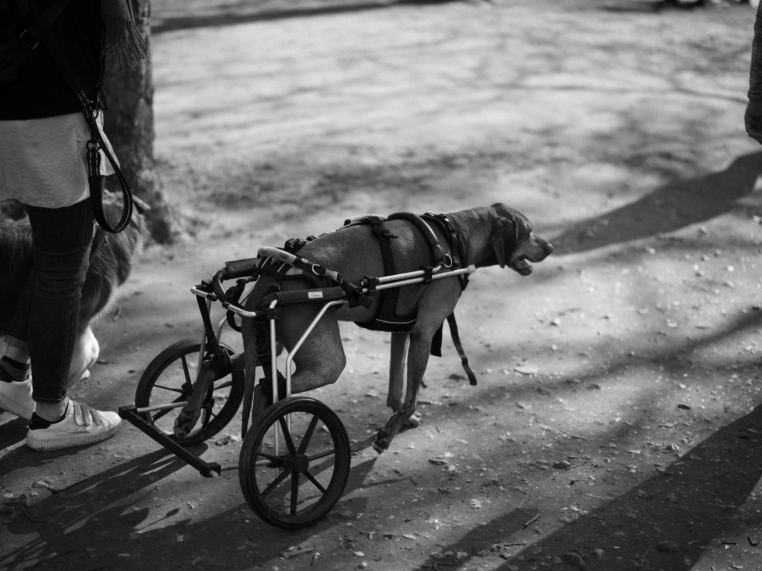 Our Afternoon Walk.jpg