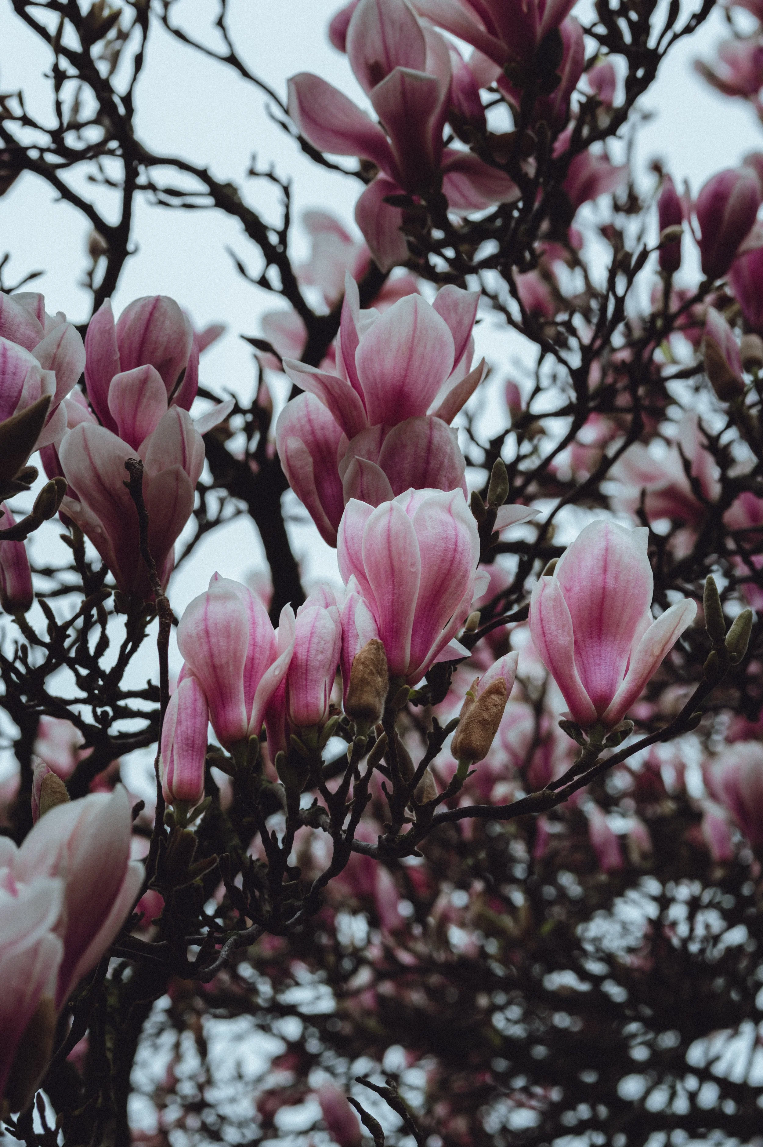 Spring Blossom-7.jpg